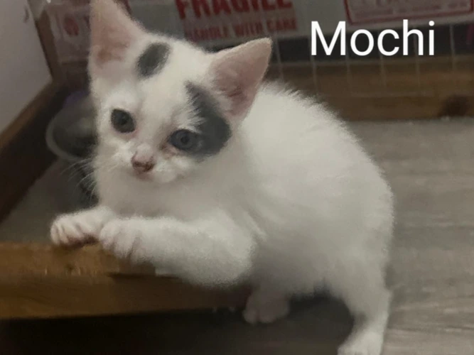 Mochi