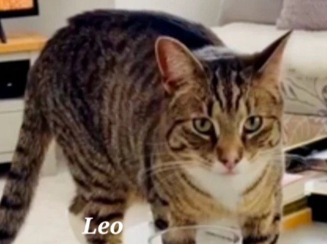 LEO (DH)