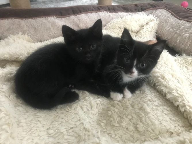 Kittens – Pumpkin & Truffle