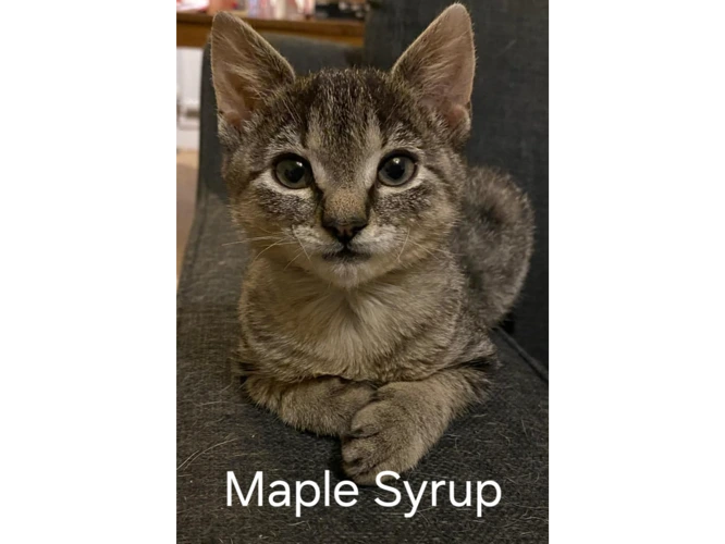 MAPLE SYRUP