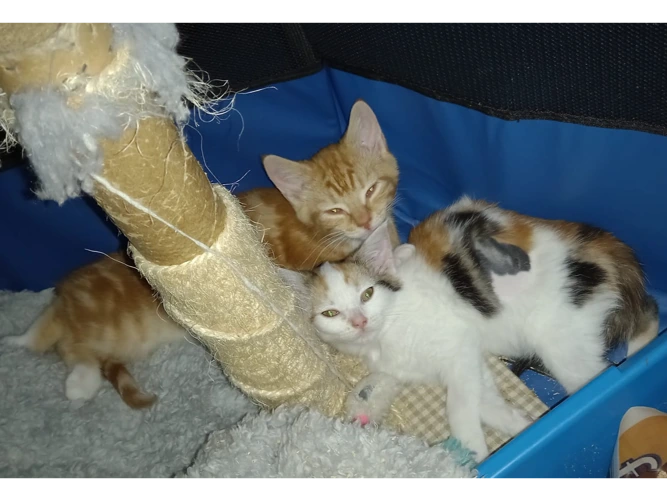 Kittens – Ginny & Percy