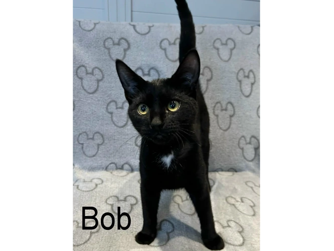 Bob