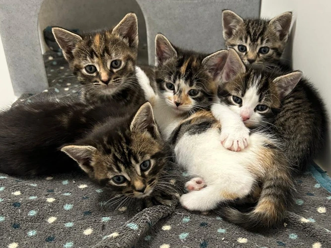 Meg's litter of kittens