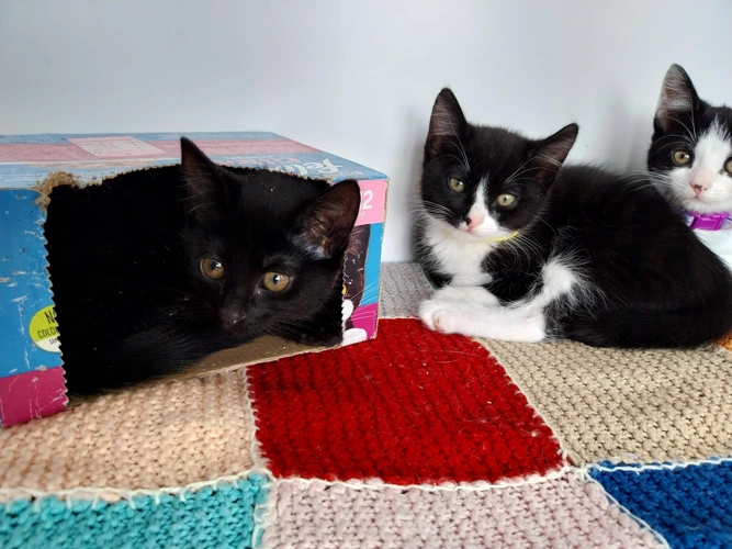 Kittens looking for a home to call their own