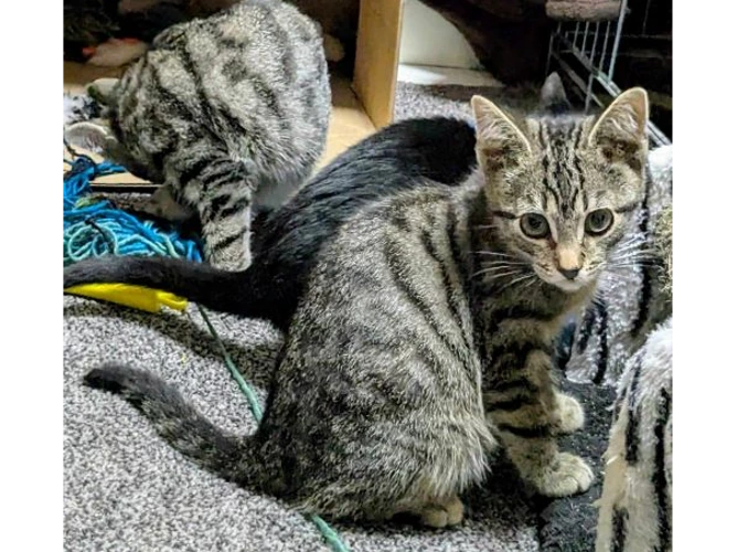 A Trio of Kittens