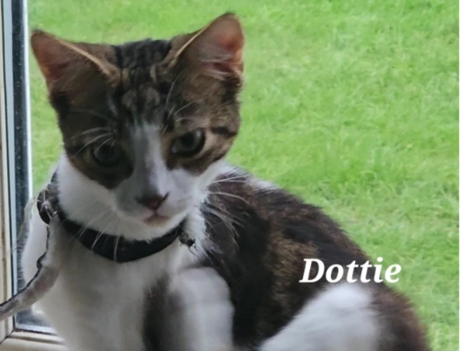 DOTTIE (DH)