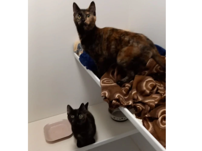 Kittens – Fizzy & Jazzy