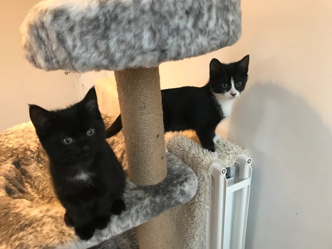 Kittens – Fig & Pecan