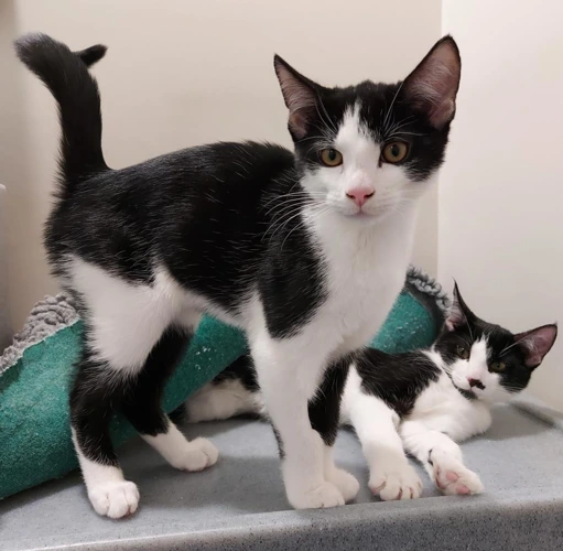 Rory + Finn - 4mth old brothers