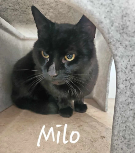 Milo