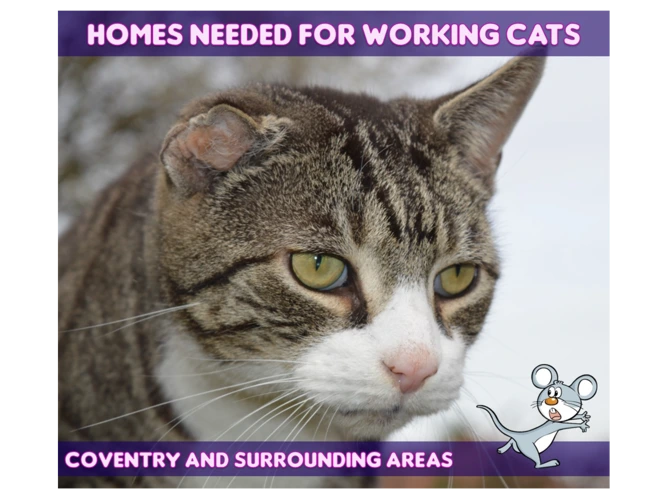 Working Cat Homes