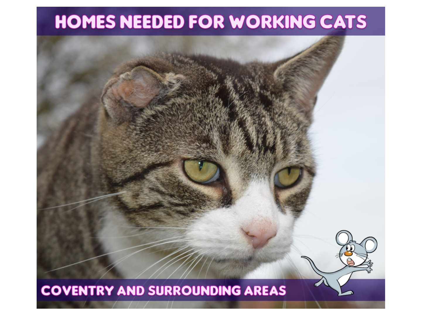 Find a cat near you Adopt a cat Cats Protection