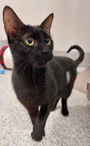 ADOPT ME IN THE NEW YEAR - Cola 1y female