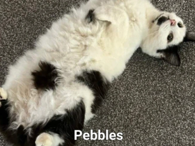 PEBBLES 5yrs AND LOTTIE 3yrs (DH)