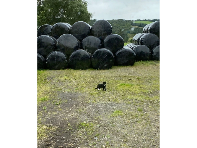 Farm Cats