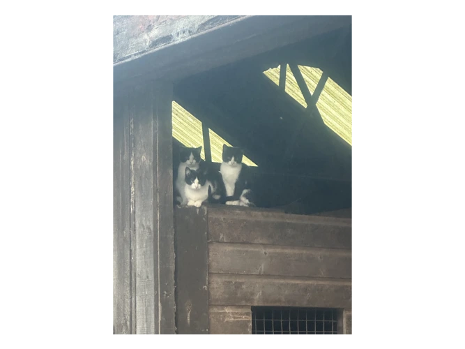 Farm Cats