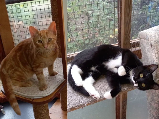 Kittens – Gracie & Bailey