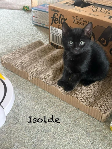 Kitten - Isolde