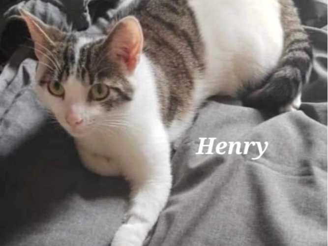 HENRY (DH)
