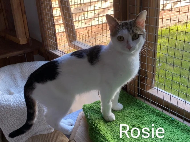 Rosie