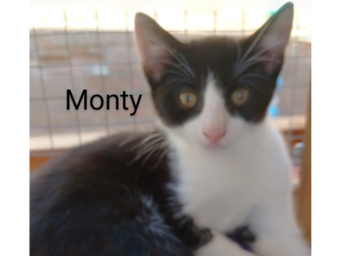 Monty