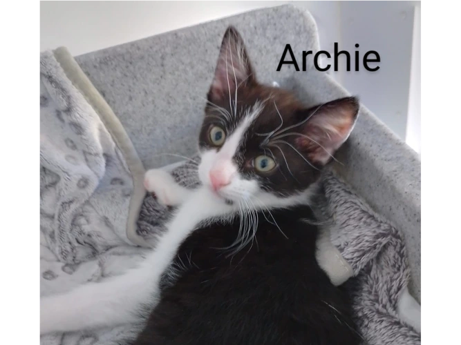 Archie