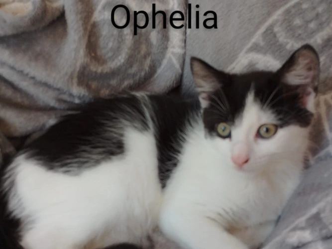 Ophelia