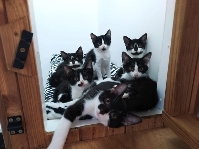 Kittens (Male and Female Available)