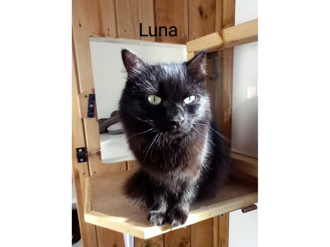 Luna