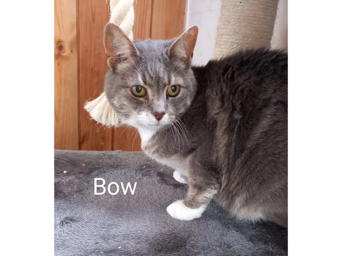 Bow