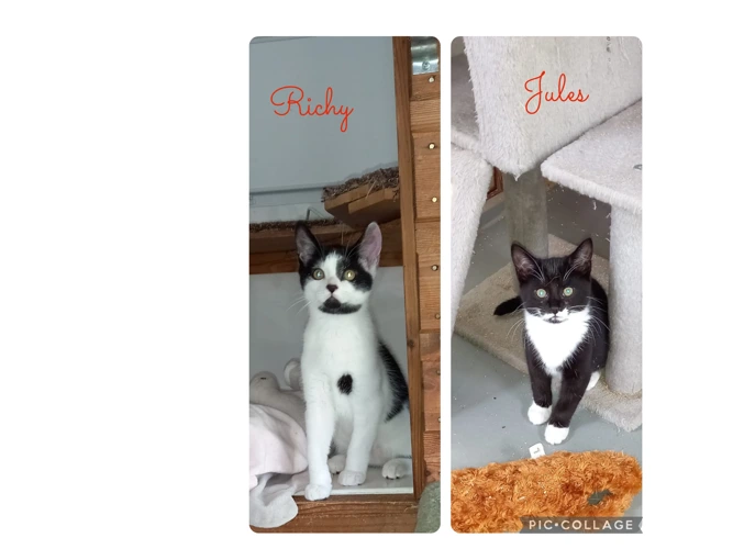 Kittens – Richy & Jules