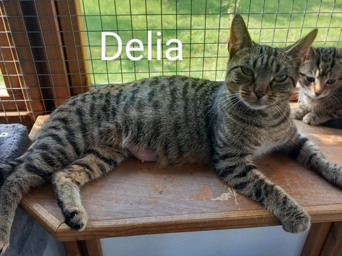 Delia