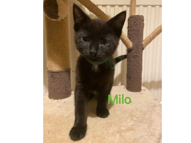 Milo (M) Minni (F) Misty (F) Milly (F)