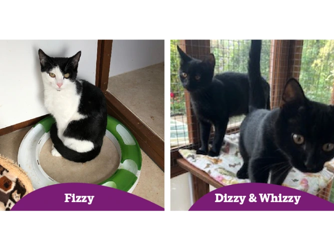 Fizzy, Dizzy & Whizzy