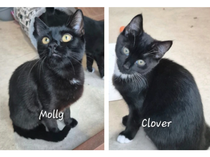 Molly & Clover