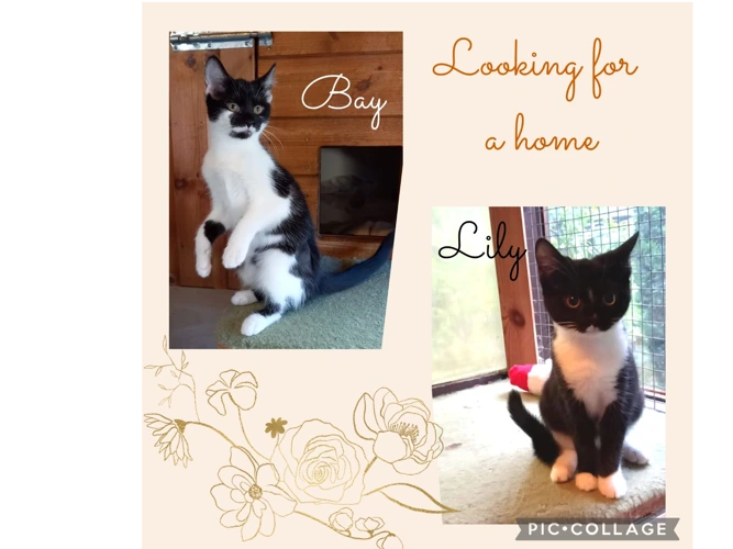 Kittens – Lily & Bay