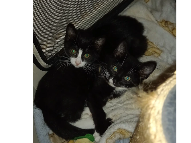 Kittens – Buster & Gypsy