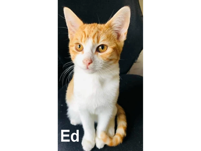 Ed