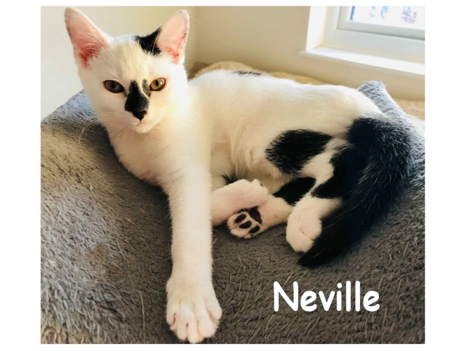 Neville