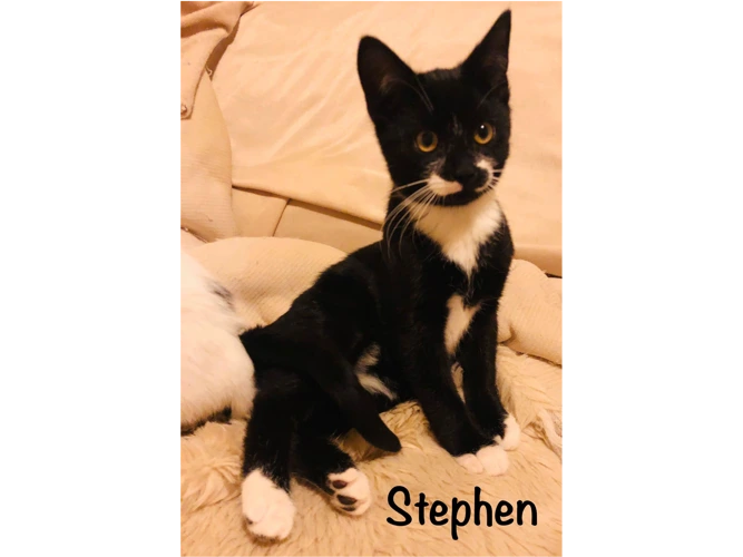 Stephen