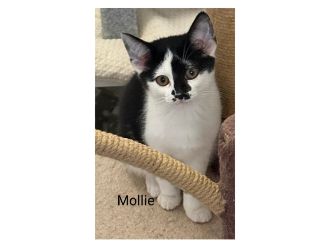 Mollie