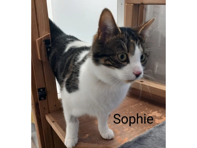 Sophie