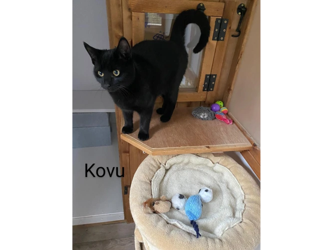 Kovu