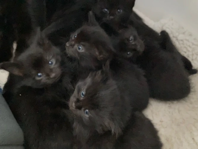 Black kittens