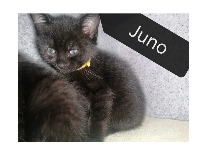 Juno