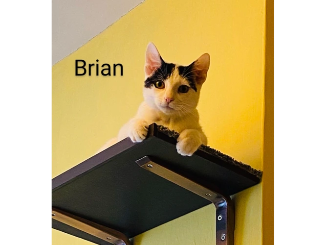 Brian