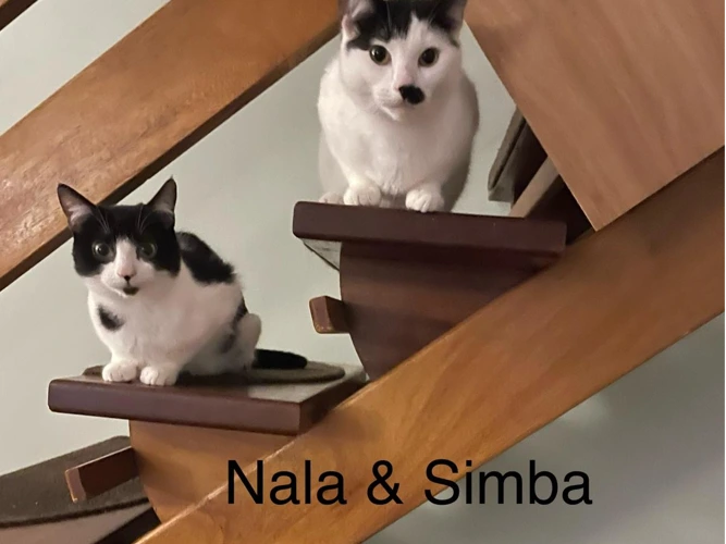 Nala and Simba