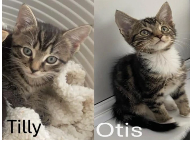 Tilly and Otis