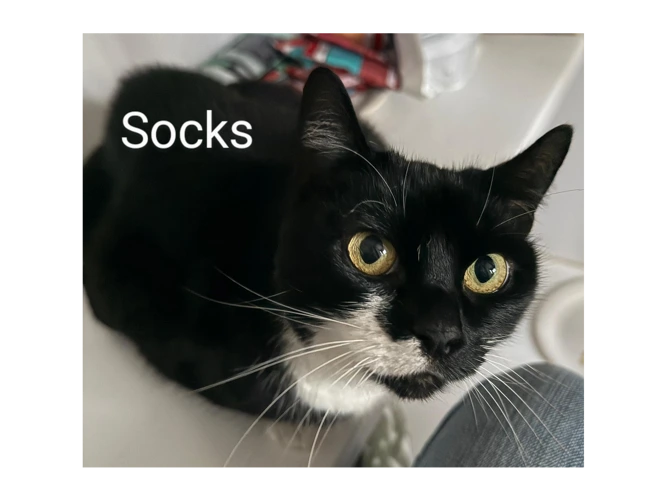 Socks