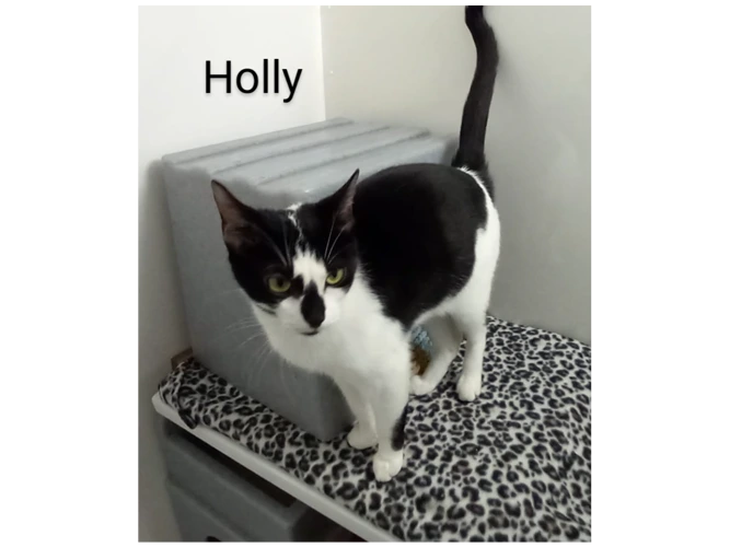 Holly